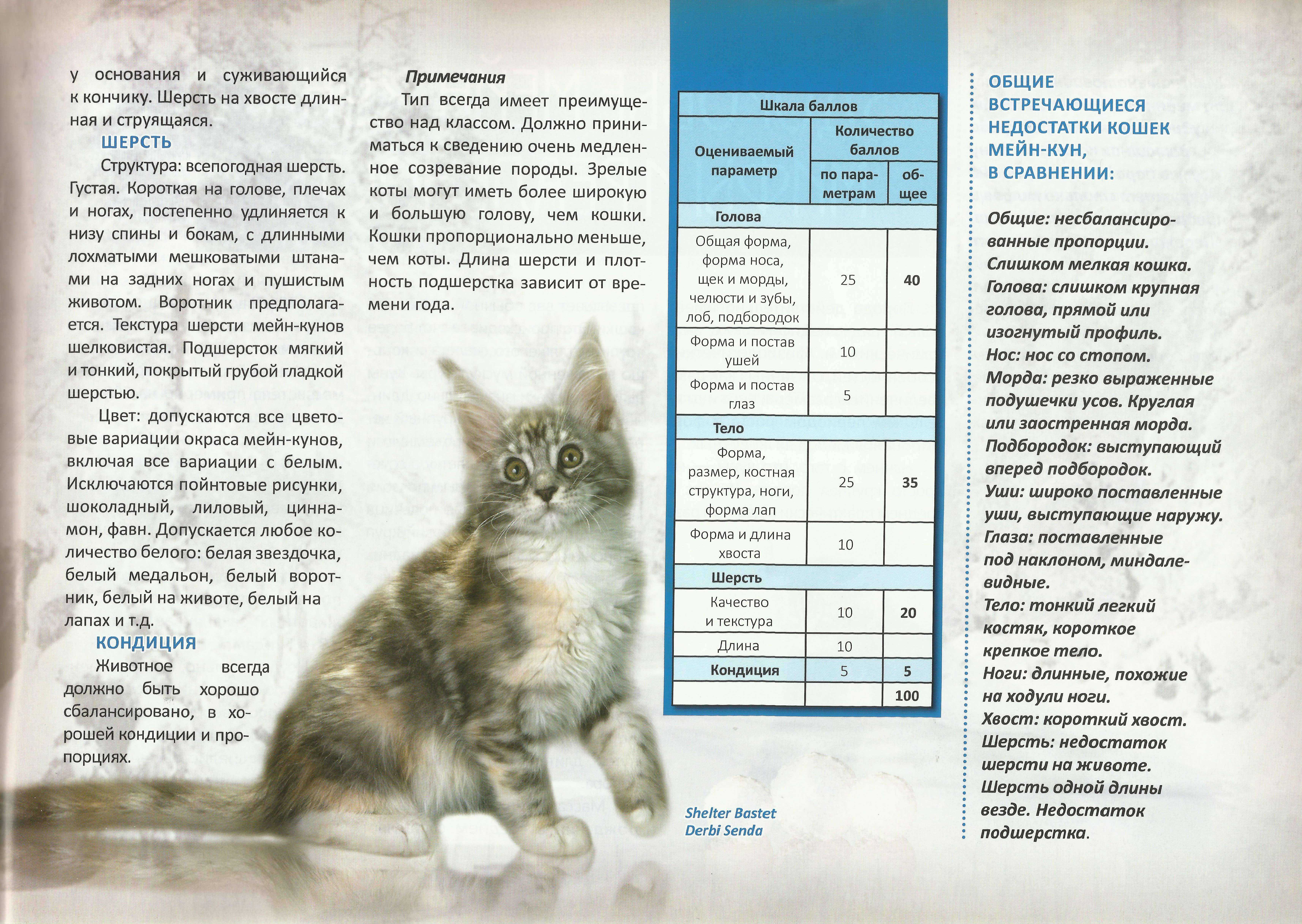 Мейн-кун 2 месяца – как раз самый лучший выбор для любителя умных котов Часто в питомниках выбирают котенка породы мейн-кун