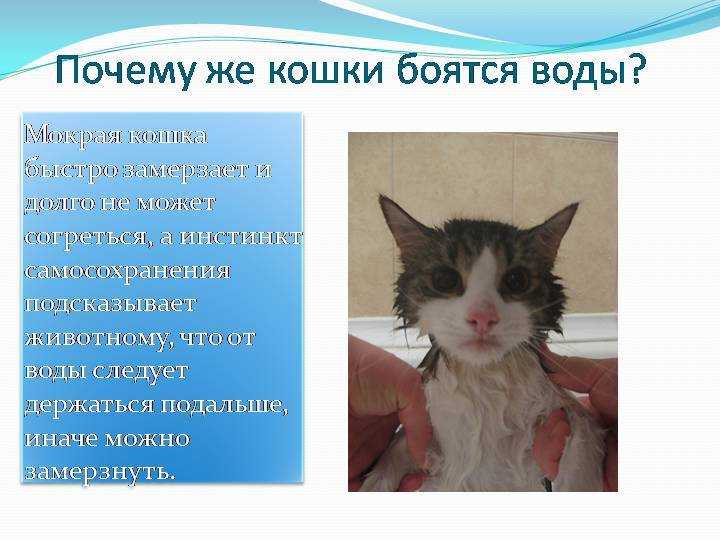 Почему кошки и собаки враждуют: подробный разбор
почему кошки и собаки враждуют: подробный разбор