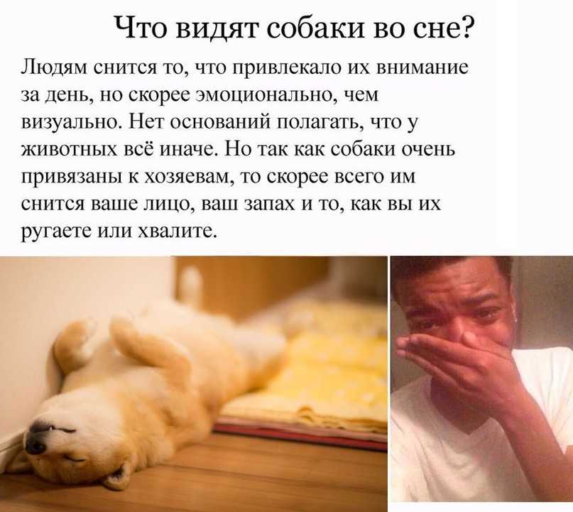 Что может означать собака во сне для незамужней женщины