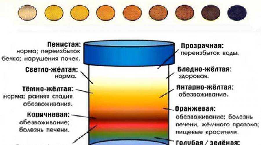 Моча у кошки – распространенные проблемы и способы их устранения