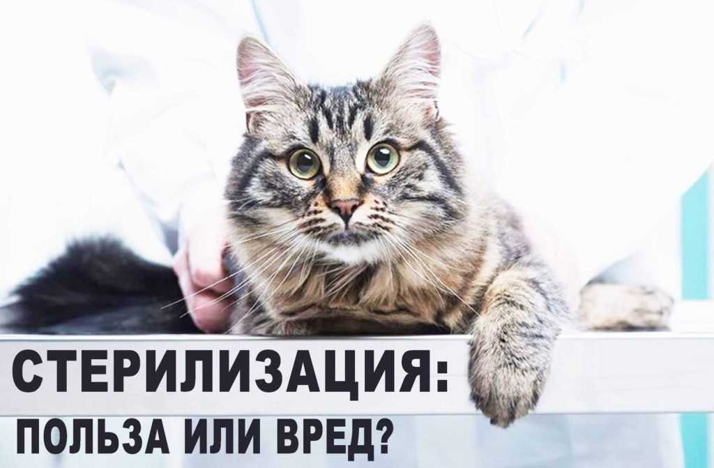 Стерилизация кошки: уход после операции от а до я