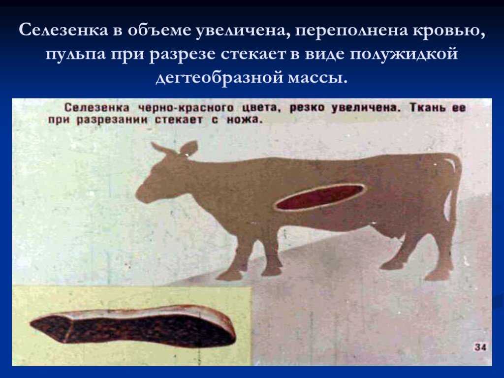 Смертельные болезни собак