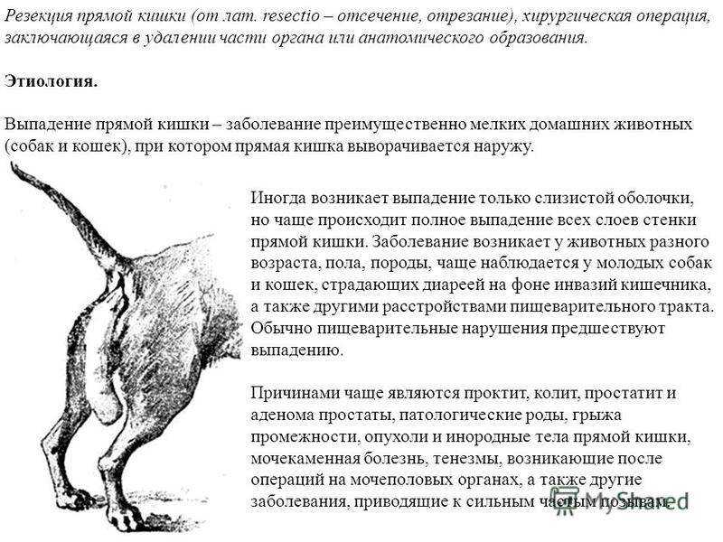 Как и чем лечить выпадение прямой кишки у кошекветлечебница рос-вет