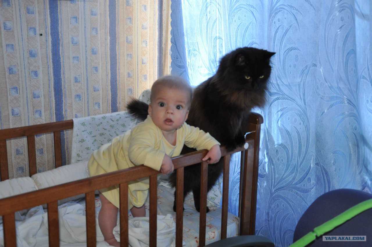 Почему кот лежит на спине - что это значит