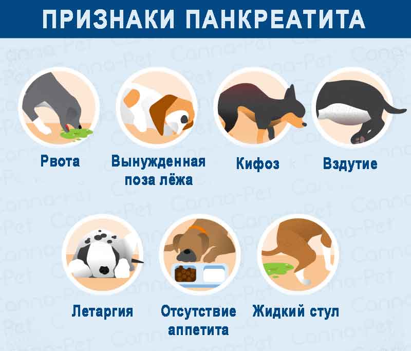 Собачья изжога: что делать?
