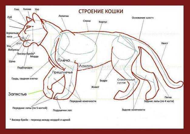 Рвота у кота белой пеной как лечить