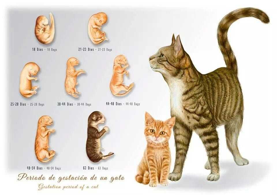 Когда у беременной кошки начинают шевелиться котята?