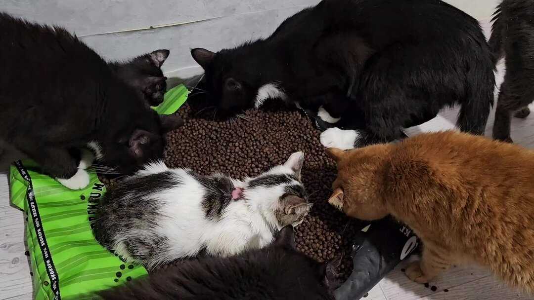 Уход за котёнком без кошки: миссия выполнима