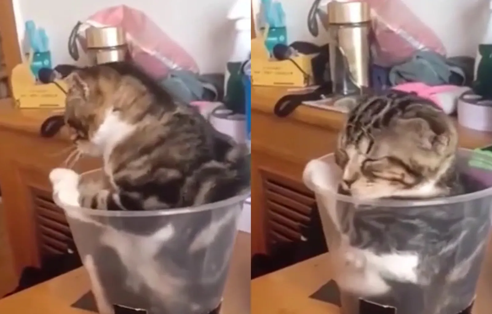 Надо ли купать кошек если она домашняя