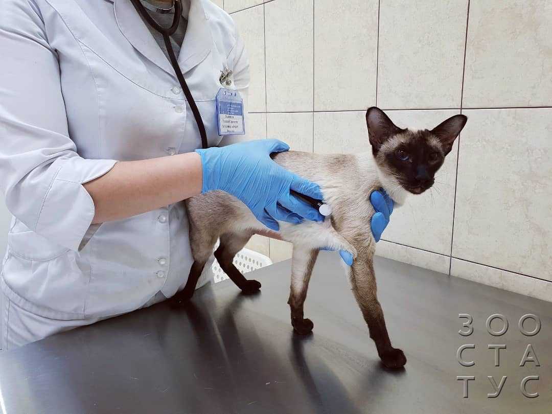 7 причин почему у кота опухла лапа - что делать