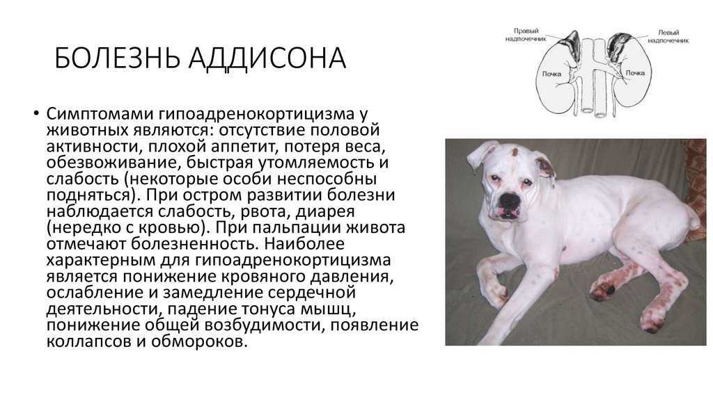 Дисплазия тазобедренного сустава у кошек