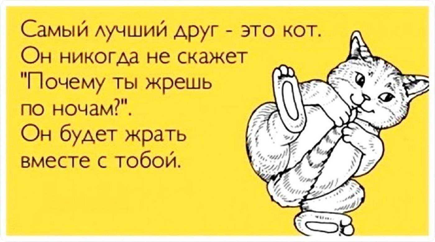 О чём говорит любовь к котам »