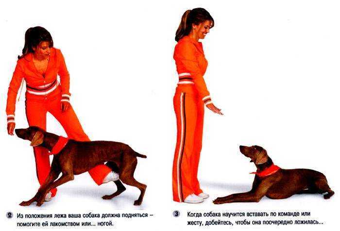 Как научить собаку команде фу