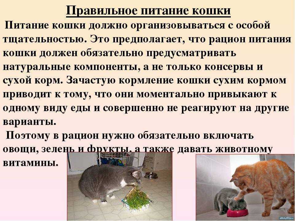 12 причин почему у кошки рвота - симптомы и лечение