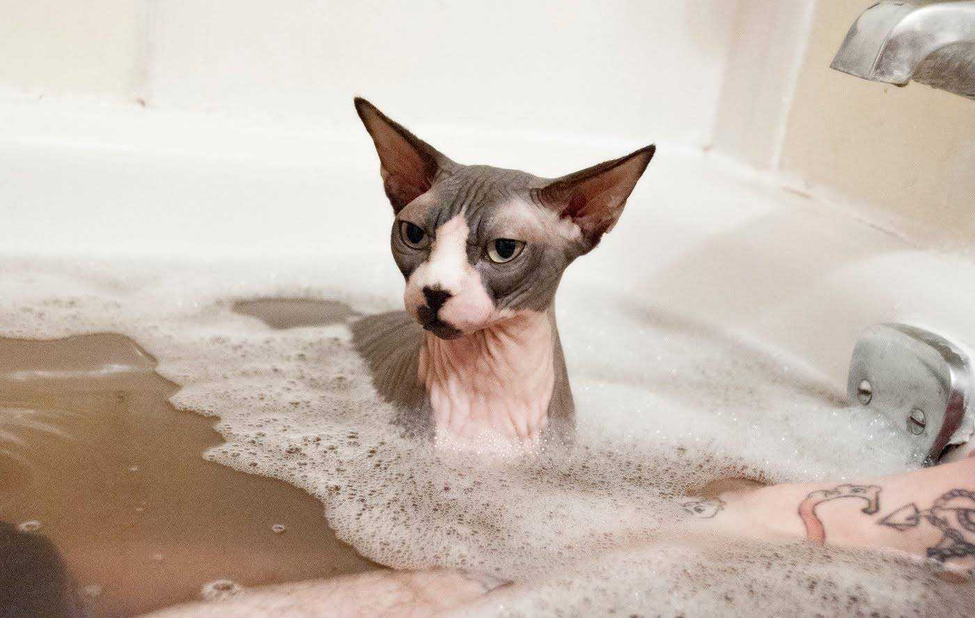 Породы кошек, которые не боятся воды