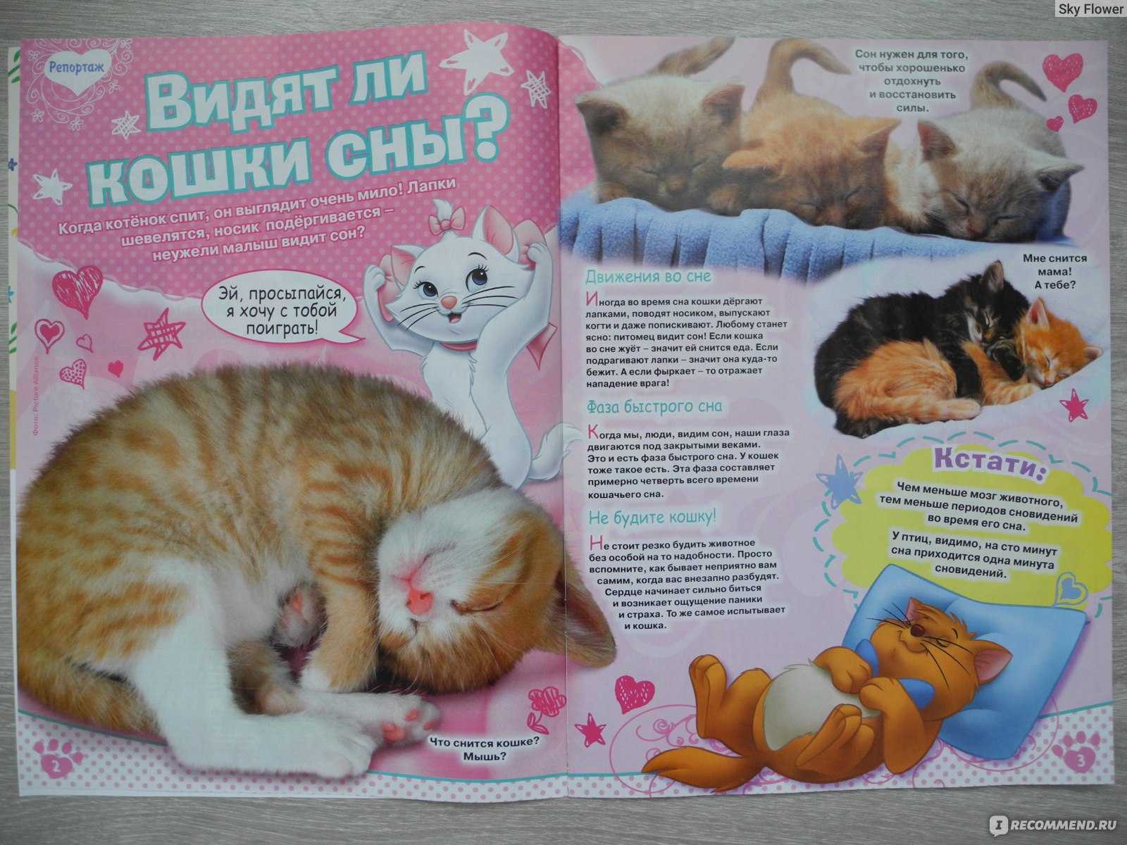 К чему снится рыжий котенок? сонник - рыжий котенок во сне.