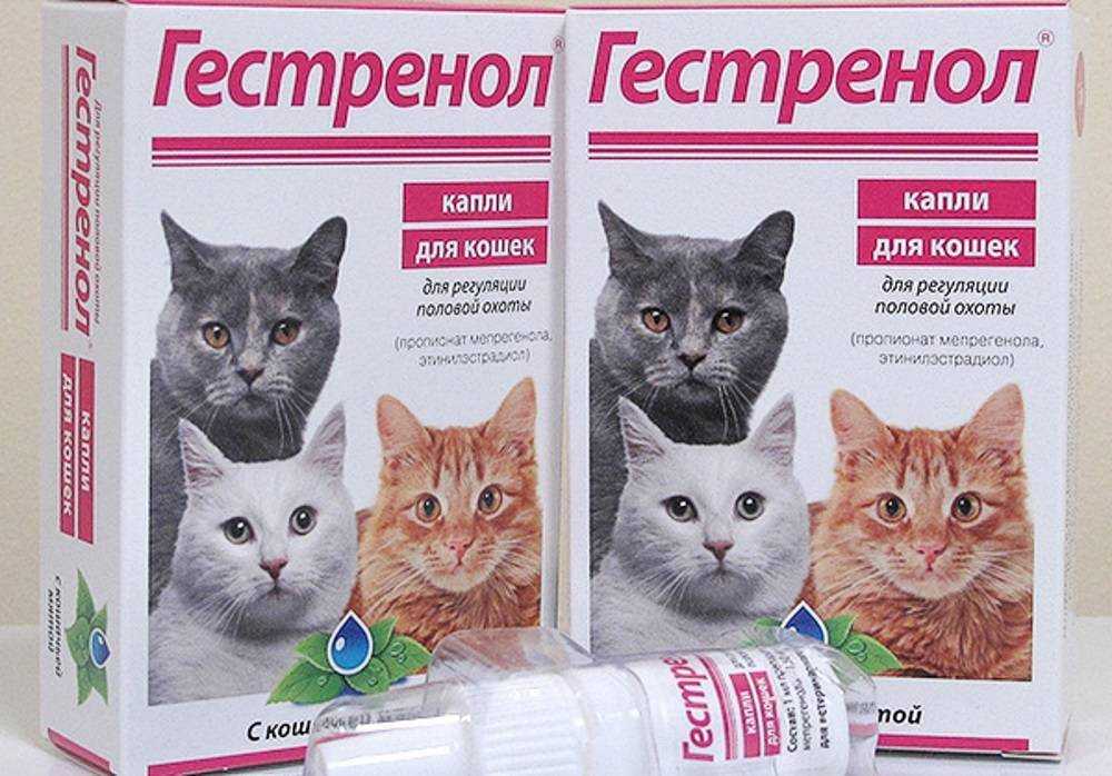 Рейтинг средств от гуляния кошек