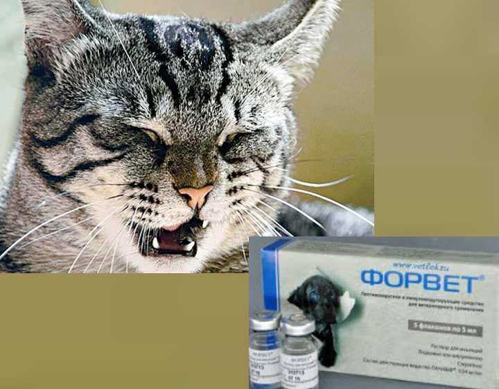Могут ли в норме у кошки присутствовать выделения из носа?