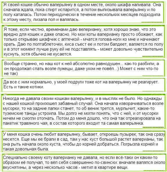 Почему коты и кошки любят валерьянку: как она действует на организм животного, что будет, если дать препарат, в чем польза и вред, отзывы