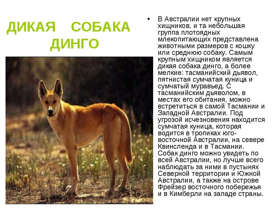 Динго – собака австралии, которая одичала. описание и фото собаки динго