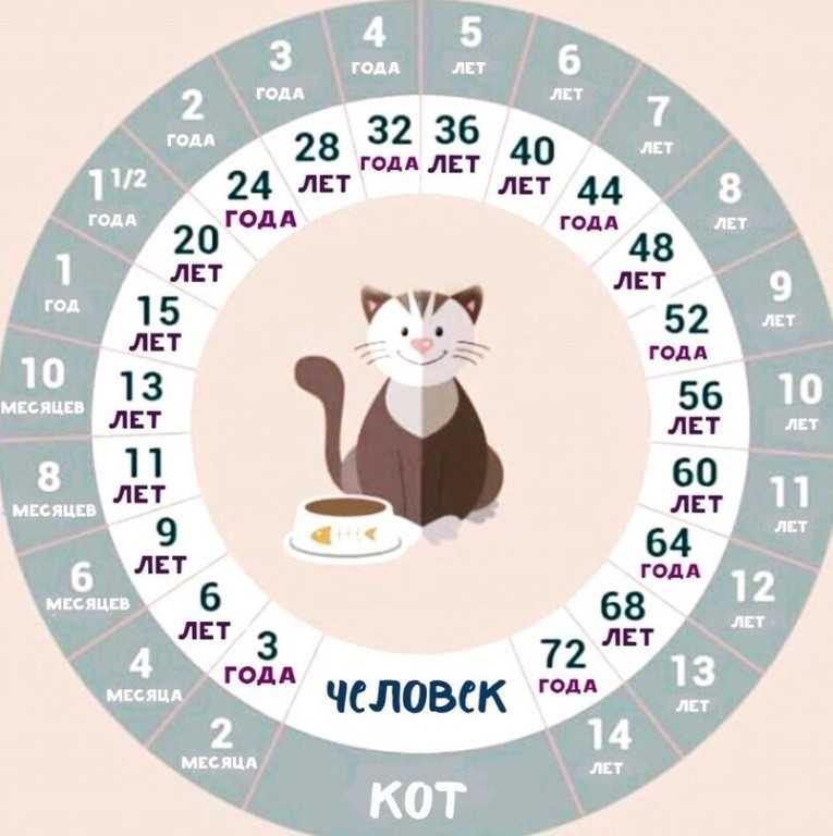 Сколько лет кошке по человеческим меркам