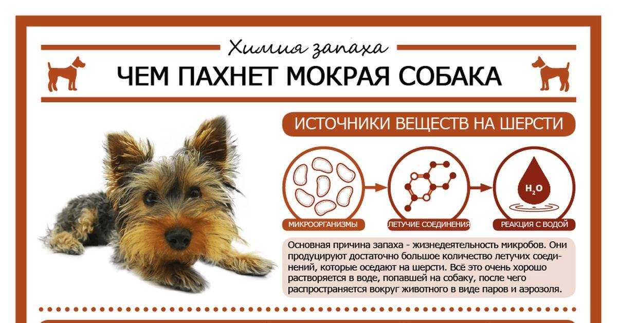 Как вывести запах собаки из квартиры – 33 способа избавиться от запаха псины