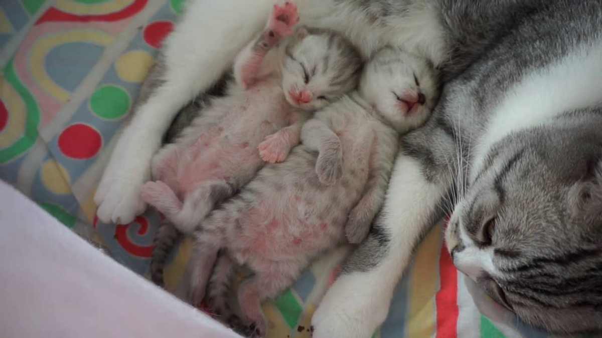 Может ли кошка съесть своих котят - причины