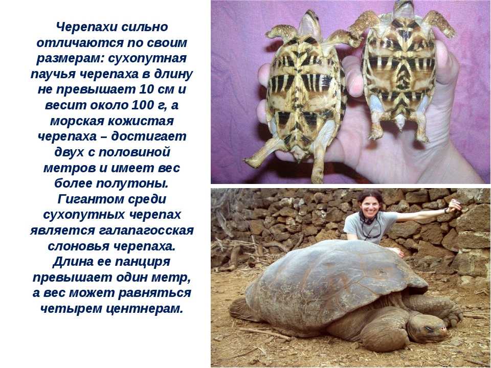 Описание европейской болотной черепахи из красной книги