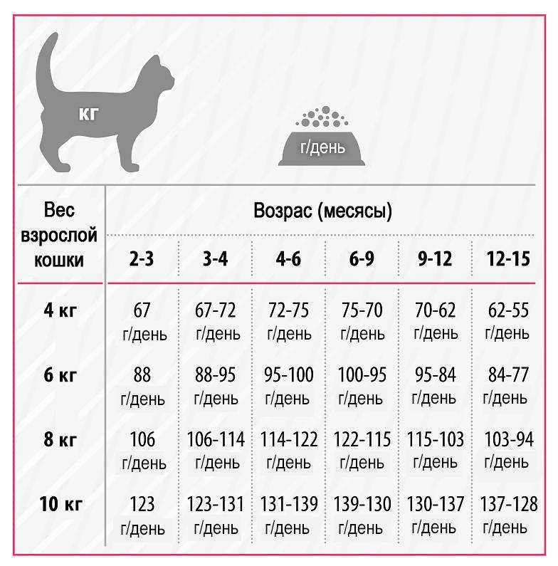 Какой корм лучше для котят сфинксов и чем кормить взрослого сфинкса