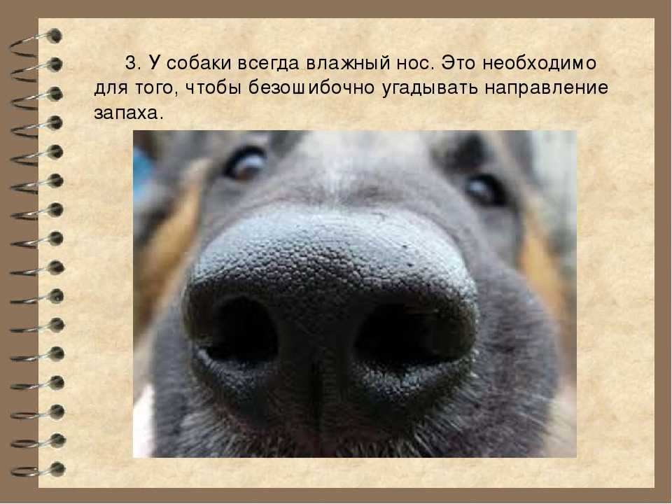15 причин потери аппетита у собаки | звери дома