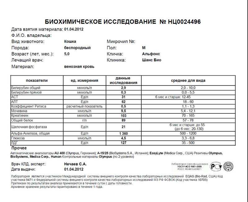 Гастроэнтерит у собак и кошек