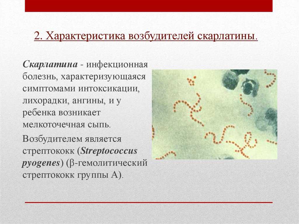 Стафилококк у собак: лечение, симптомы, опасность для человека