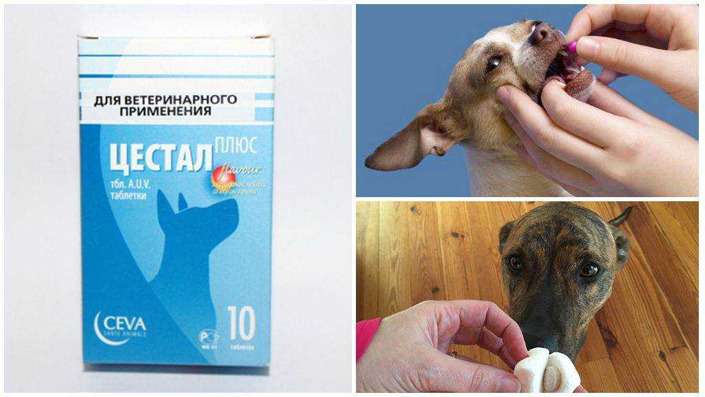 Цестал для кошек: инструкция по применению, аналоги препарата, отзывы