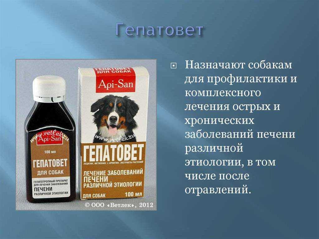 Гепатовет для собак: инструкция по применению, состав и действие, отзывы ветеринаров