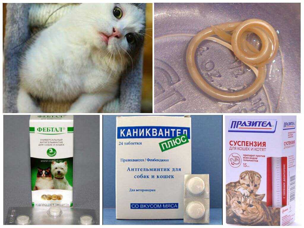 Глисты у кошек и котов (нематоды, бычий и огуречный цепень, прочие): симптомы и лечение в домашних условиях котят и взрослых животных, фото