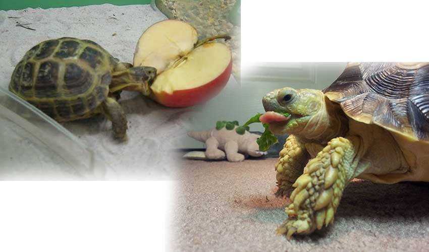Чем можно и нельзя кормить красноухих черепах?