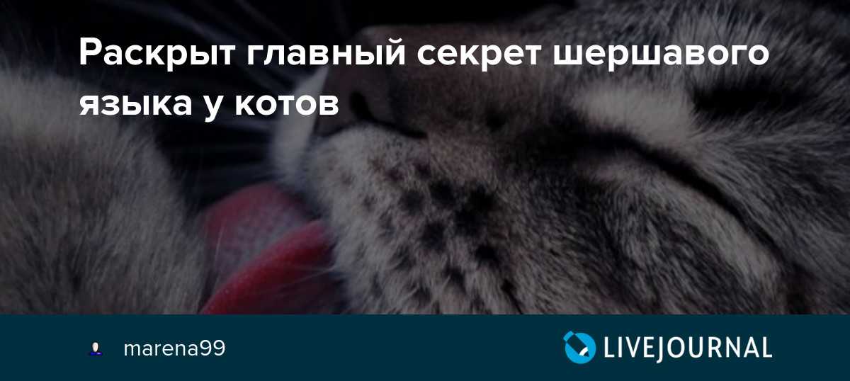 Почему у кошек шершавый язык – узнай ответ