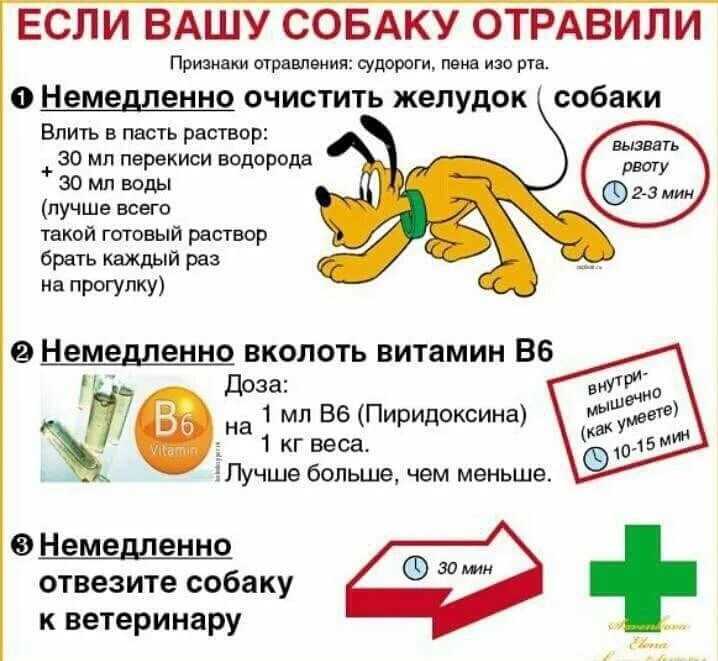 Пищевое отравление у собак: признаки, симптомы, лечение