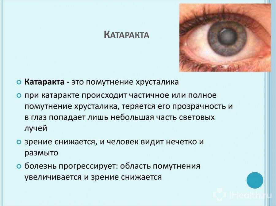 Ячмень у собаки на глазу: что делать, причины, как лечить