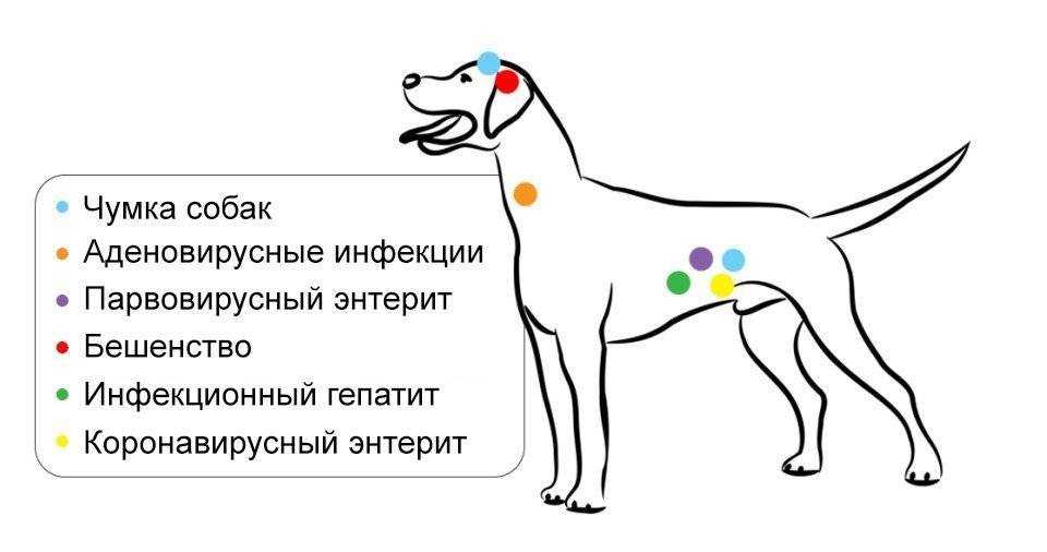 Как подготовить собаку к прививке