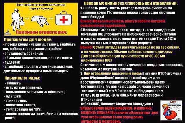 Как быстро вызвать рвоту у собаки