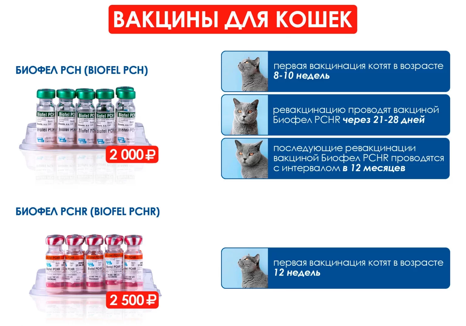 Прививка от бешенства кошке. график вакцинирования