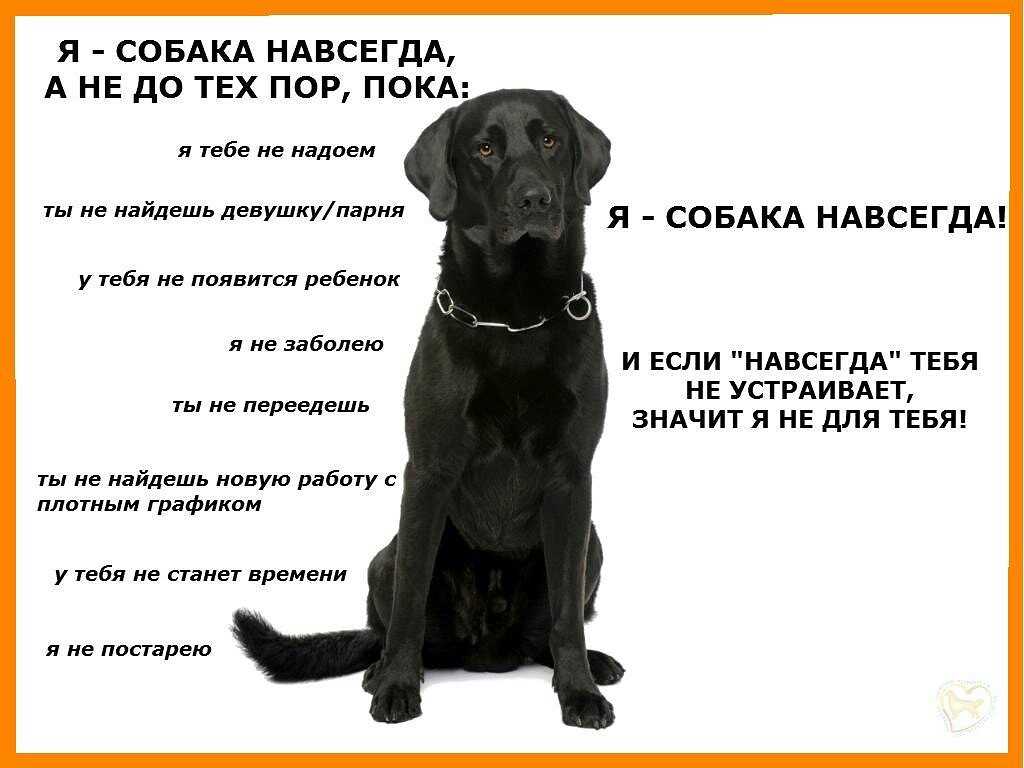 Как показать собаке, что ты главный: простые но верные действия