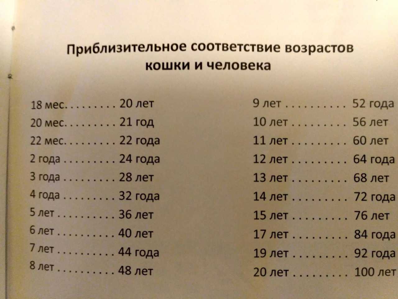 В полном расцвете сил: сколько лет вашей кошке по человеческим меркам