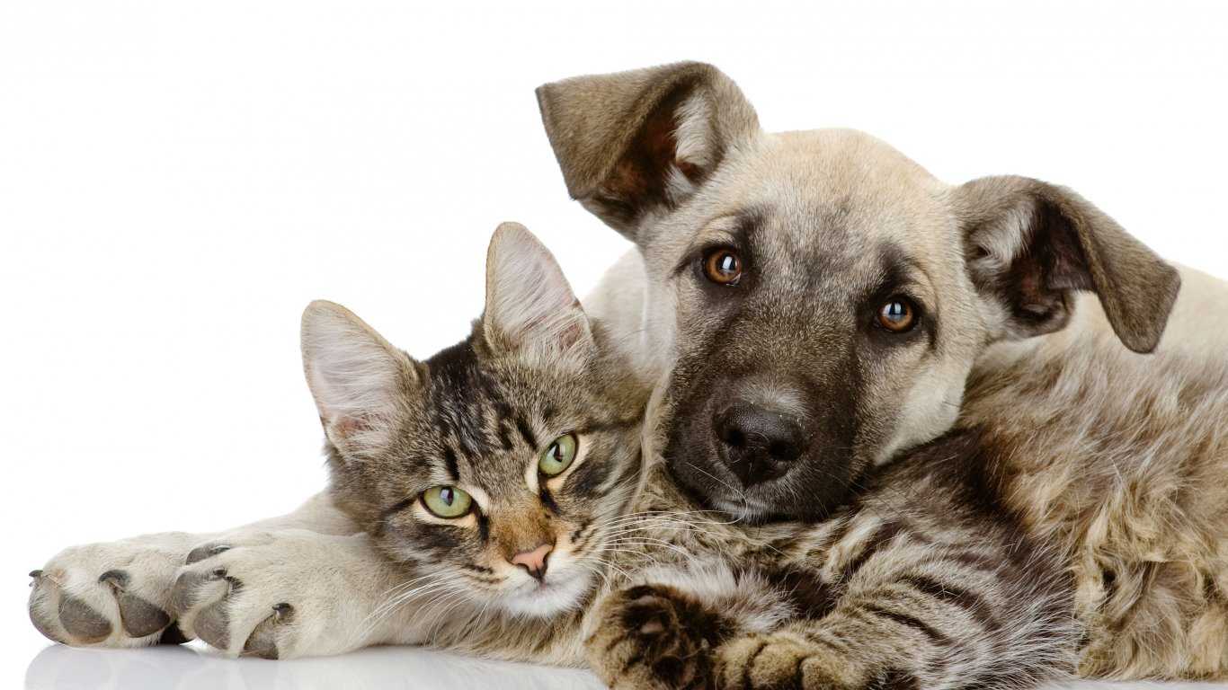 Индия не любят кошек