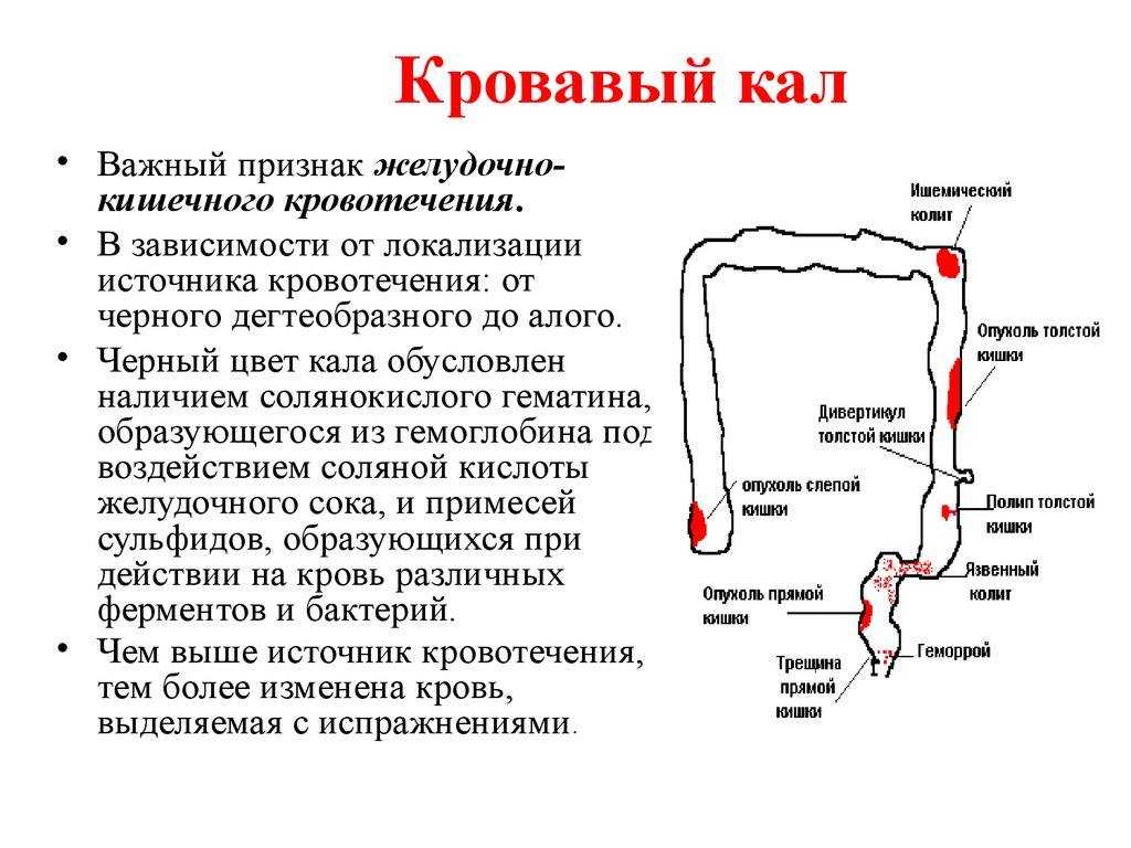 Кровь в кале в конце дефекации у кота, что это значит: лечение