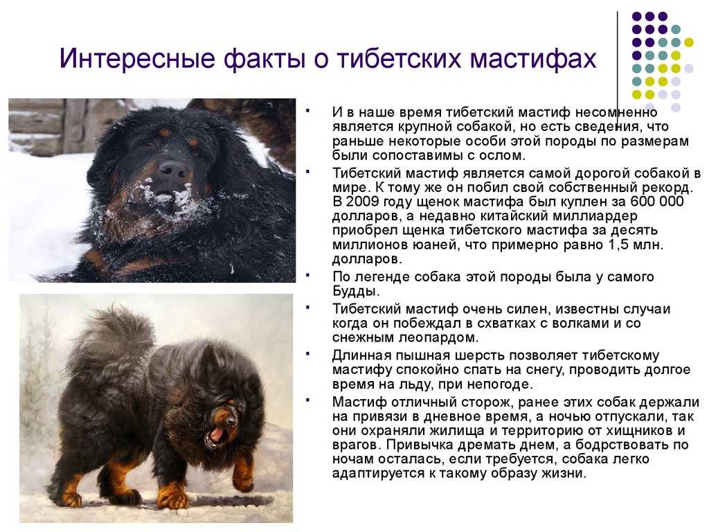 Самый большой и дорогой тибетский мастиф в мире: фото с человеком и видео крупной собаки