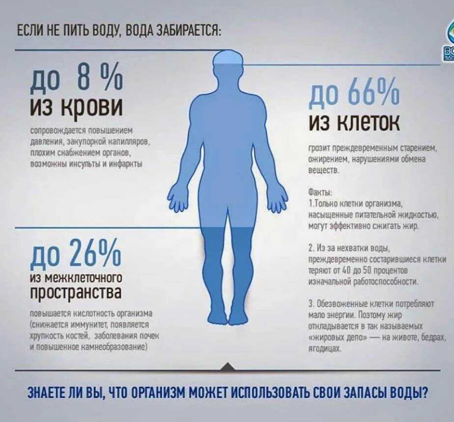 Собака пьет много воды: нормы потребления воды зимой и летом, возможные заболевания