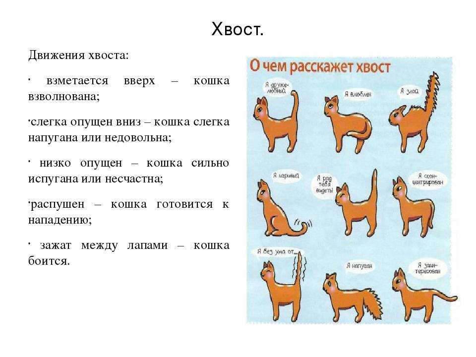 4 причины почему у кота висит хвост?