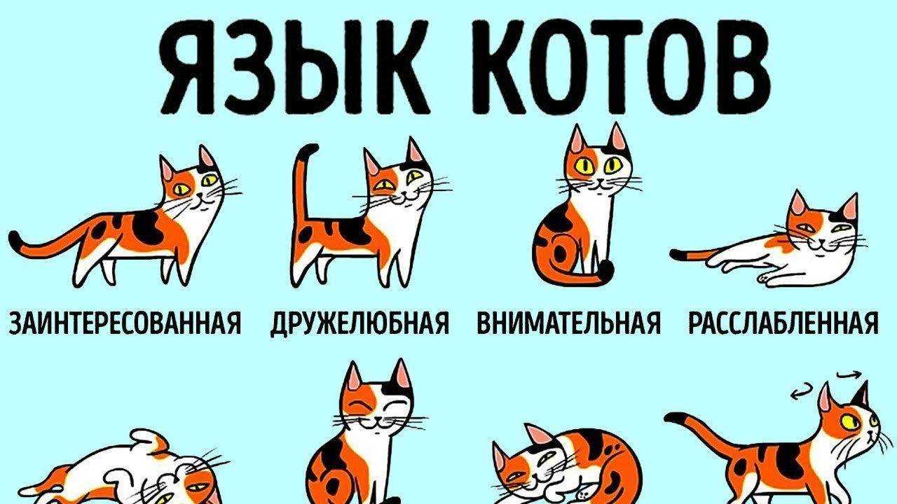 Как понять, что кошка заболела?